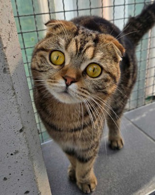 Mizza (nur mit Chicco)