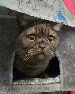 Mogli