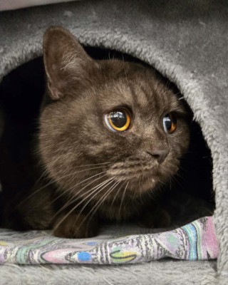 Mogli