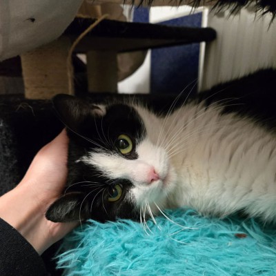 Muffin/Mäuschen (nur mit Josie)