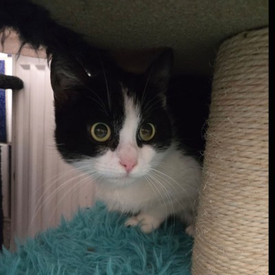 Muffin/Mäuschen (nur mit Josie)