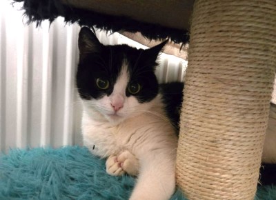 Muffin/Mäuschen (nur mit Josie)