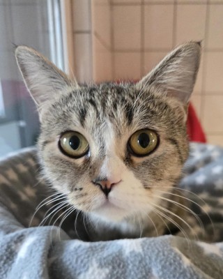 Nala (nur mit Nunu)