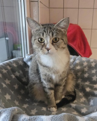 Nala (nur mit Nunu)