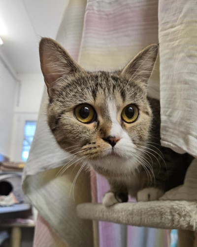 Nala (nur mit Nunu)