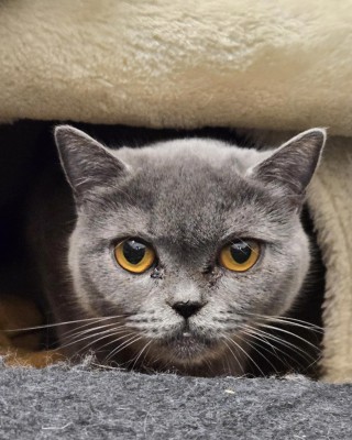 Pamuk (nur mit Sisu)