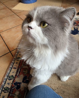 Percy