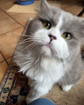 Percy