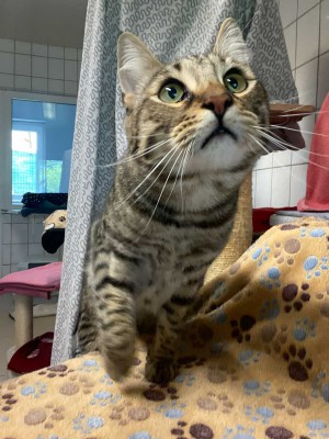 Rocky (nur mit Simba)
