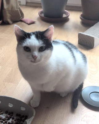 Rosie