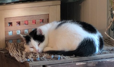 Rosie