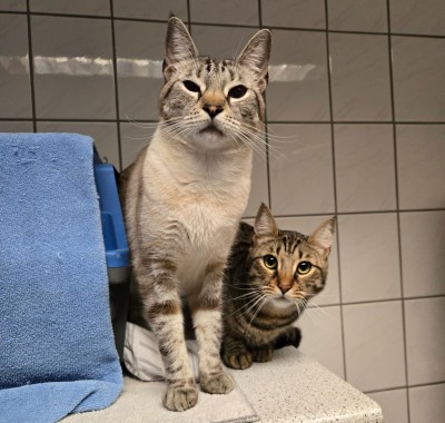 Rocky (nur mit Simba)