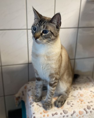 Simba (nur mit Rocky)