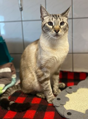 Simba (nur mit Rocky)