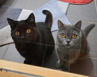 Sisu (nur mit Pamuk)