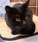 Takumi (nur mit Baku) Takumi (nur mit Baku)