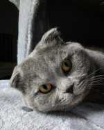 Thomas (nur mit Lucy) Thomas (nur mit Lucy)