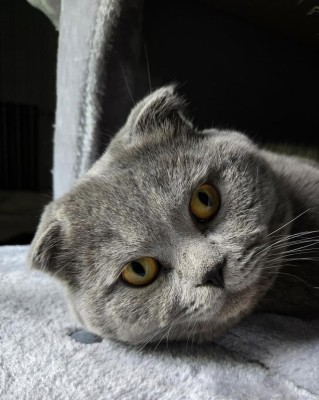 Thomas (nur mit Lucy)