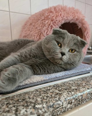 Thomas (nur mit Lucy)