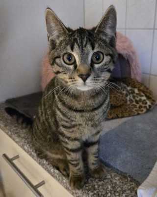 Tiger (nur mit Garfield )