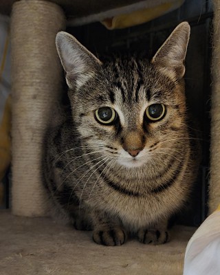 Tigris