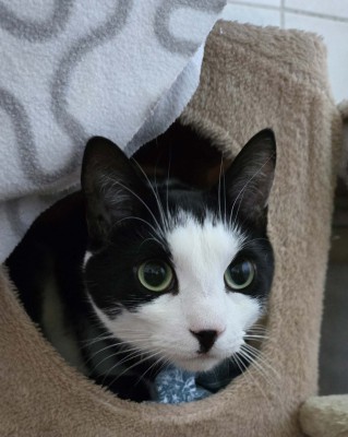 Wilson (nur mit Orio)