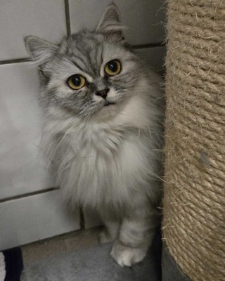 Coco (nur mit Cooky) Reserviert 