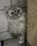 Coco (nur mit Cooky) Reserviert 