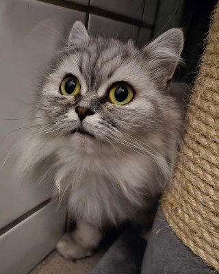 Coco (nur mit Cooky) Reserviert 