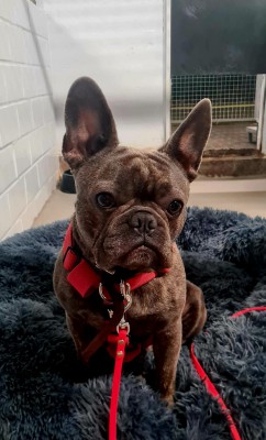 Hugo 