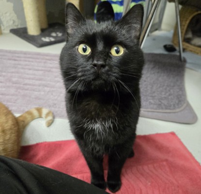 Ghost (nur mit Pascha)