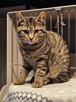 Tiger (nur mit Garfield )