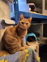 Garfield (nur mit Tiger )