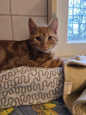 Garfield (nur mit Tiger )