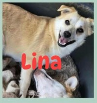 Lina Lina